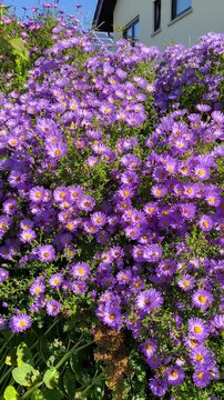 Vibrant purple alpine asters blooming in a home garden on a sunny day