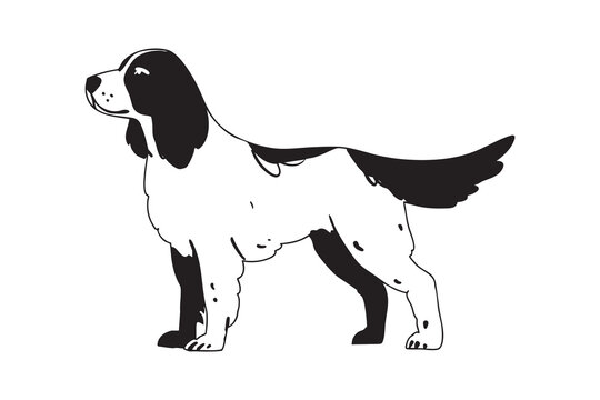 Hunting spaniel dog standing, black and white hand drawn illustration.