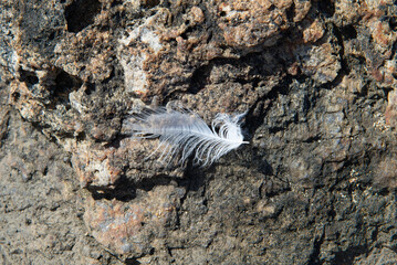 Delicate white feather on a rustic rock © Thales
