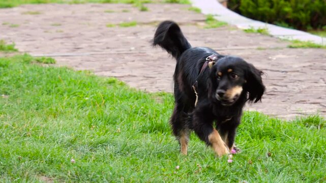 A black and tan long-haired Hovawart dog wearing a brown harness stands alertly on a green park lawn near a paved stone walkway, wagging its fluffy tail during an outdoor walk.