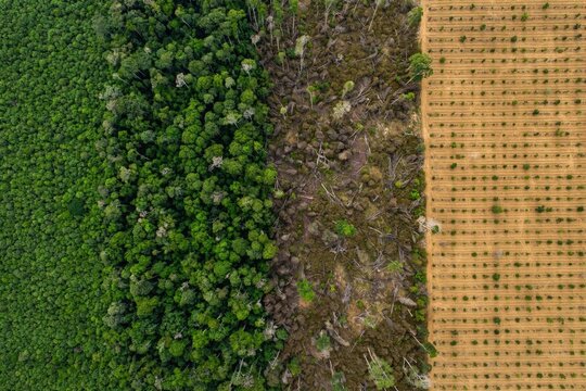 Wild Forest Meets Cultivated Crops | Nature vs Agriculture Contrast