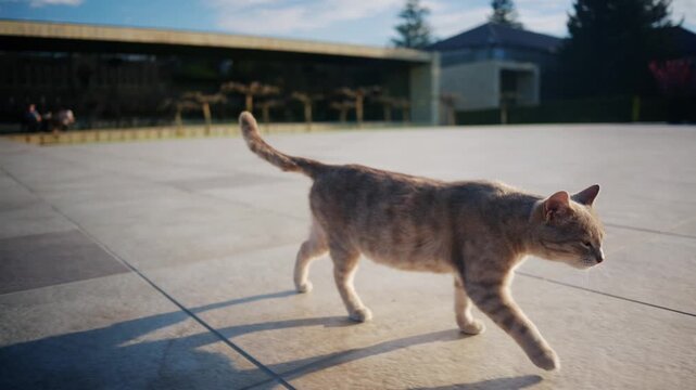 Stray cat walking across paved city square in sunny weather.