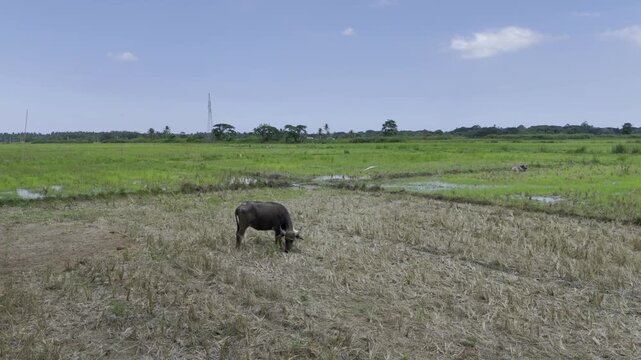 Aerial drone view of Carabao grazing in a rice field beneath a clear blue sky