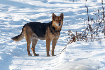 Naklejka premium Snowy field with a dog standing alert