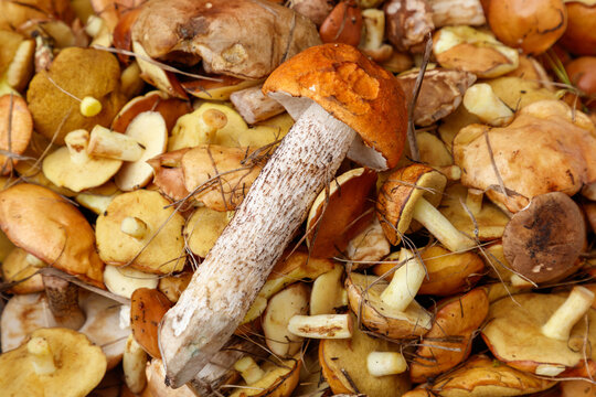 Golden caps and pale stems of wild mushrooms