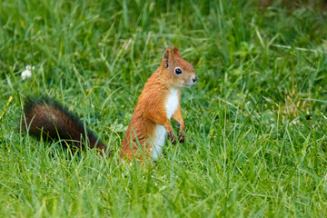 Naklejka premium Red squirrel stands in vibrant green grass