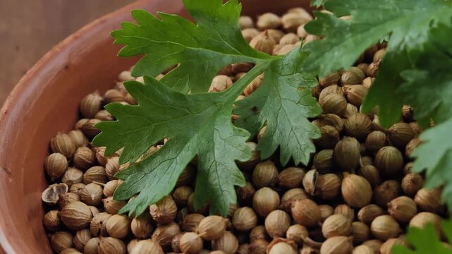 Coriander seeds and fresh leaves in a bowl