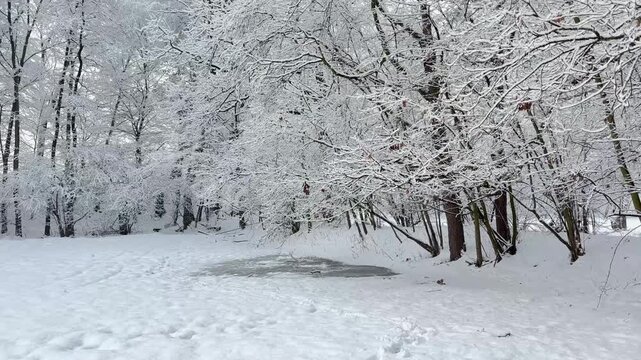 Walking through a snowy winter forest with snow-covered branches, capturing peaceful natural scenery and the crisp sound of footsteps crunching through fresh snow.