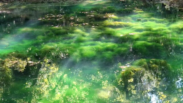 Peaceful lake with green algae on a sunny summer day
