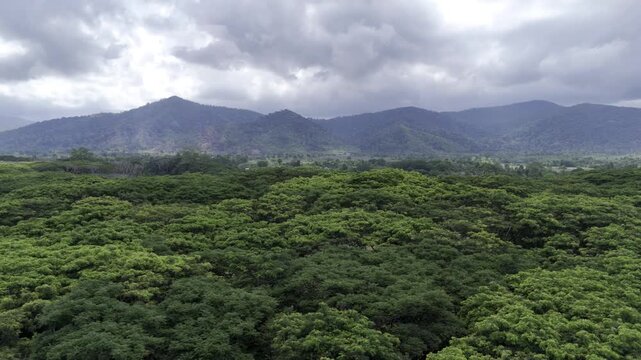 Aerial drone view of Acacia canopy with mountainous terrain beneath a cloudy sky in Southern Palawan