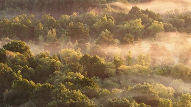 Foggy morning over the forest aerial shot	