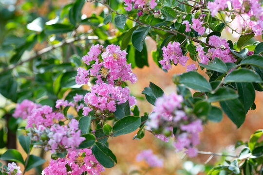 Lagerstroemia indica, or pink crape myrtle, in spectacular full bloom, with abundant pink flower clusters and lush green foliage in a garden setting.