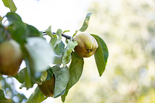 Organic quince fruits hanging on a Cydonia oblonga tree branch with green leaves, suitable for culinary, agricultural, and botanical concepts.