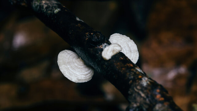 White fungus growing on a dark forest branch