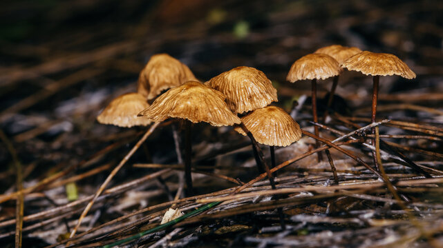 Group of small wild mushrooms growing in forest