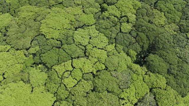 Aerial drone view of Acacia canopy showing natural gaps between tree crowns in Southern Palawan