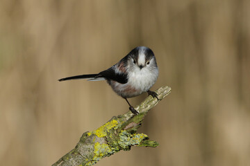 Long-tailed Tit (Aegithalos caudatus) perched on a mossy tree branch with a blurred natural background © Badr