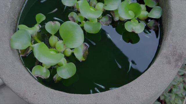 メダカの群れ