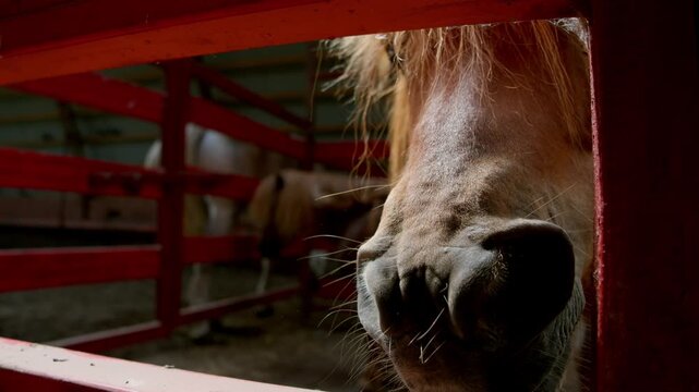 Curious brown horse stretches its muzzle through a red stall opening, sniffing the air inside a stable.