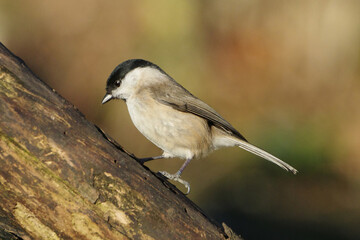 Marsh tit (Poecile palustris) perched on a mossy tree branch in autumn forest, closeup side view profile of a small songbird with black cap and bib, wildlife photography © Badr