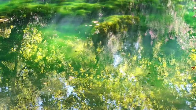 Sunny summer landscape with algae-covered lake water