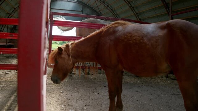 Chestnut pony in an indoor pen wears a braided mane, while a grey horse is visible behind it. Red metal fencing frames the quiet equestrian barn.