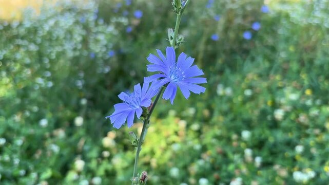 blue chicory flowers grow on a stem in a flower garden. cultivation of medicinal plants concept