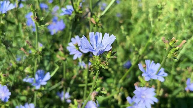 blue chicory flowers grow on a stem in a flower garden. cultivation of medicinal plants concept