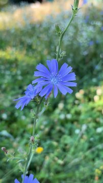 blue chicory flowers grow on a stem in a flower garden. cultivation of medicinal plants concept
