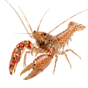 Red-spotted crayfish on transparent background, PNG.