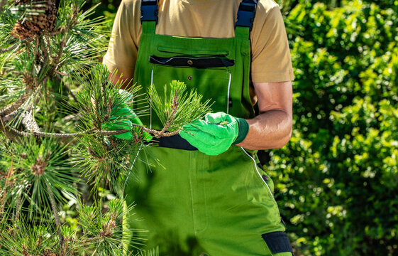 Person pruning a pine tree in a garden during a sunny day