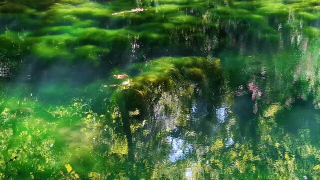 Calm lake water with green aquatic vegetation