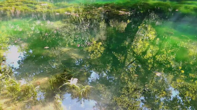 Calm lake water with green aquatic vegetation