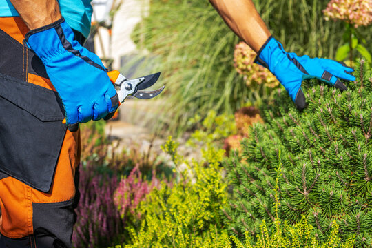 Gardener trimming bushes in a colorful garden in sunny weather