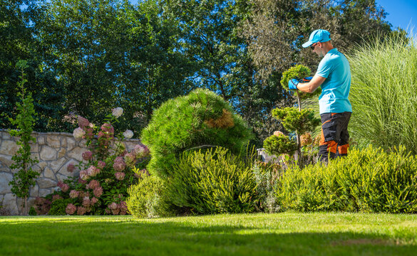 Gardener trims and shapes bushes in a backyard garden during the day