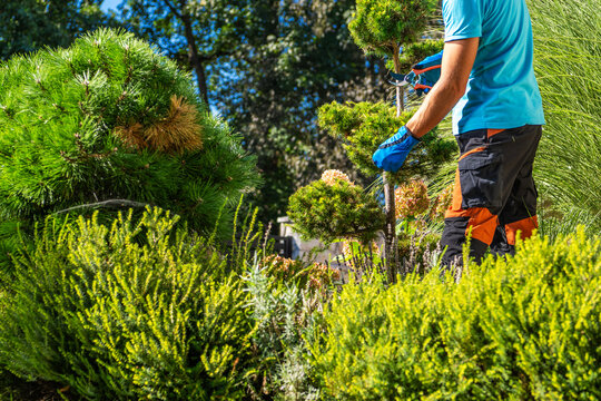 Gardener trimming plants and bushes in a sunny garden