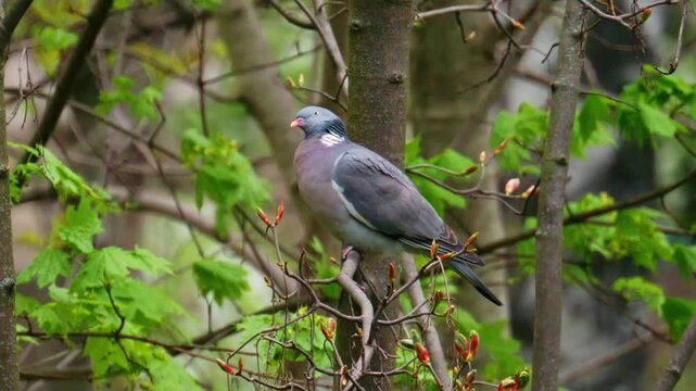 Common wood pigeon sitting on tree branch in fresh spring forest.