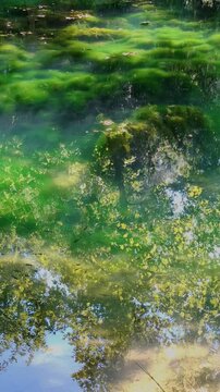 Serene summer lake covered with lush green algae