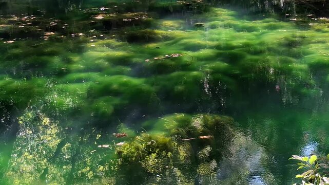 Peaceful lake with green algae on a sunny summer day