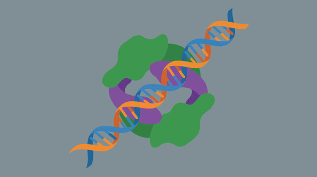 Zinc Finger Protein Binding to DNA Double Helix