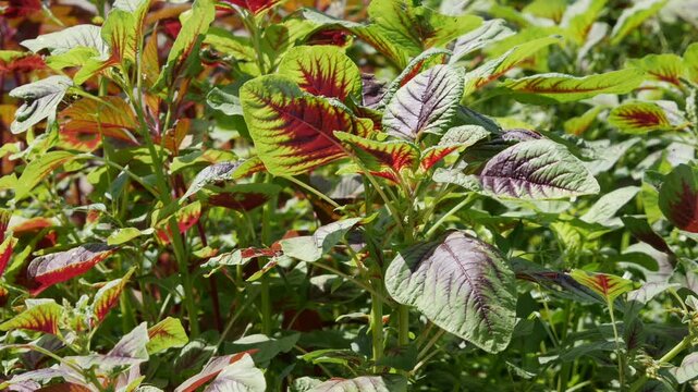 Close up of green and red amaranth leaves waving gently in the sun on a garden bed. Leafy vitality.