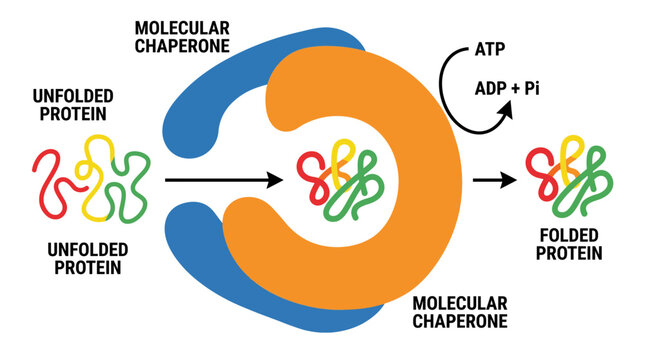Molecular Chaperone Assisting Protein Folding Process Diagram