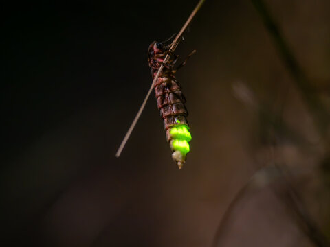Glow worm hanging on grass blade in the dark