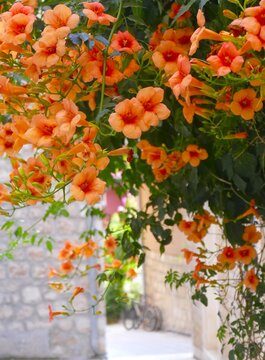 House in a mediterranean street with orange decorative flower with rich branches , summer flower background