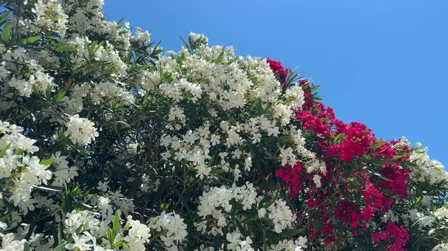 White and pink blossoms oleander nerium against sky.