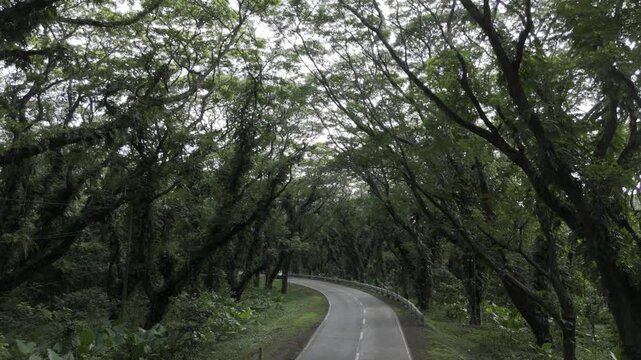 Aerial drone view of Commuter van traveling through the Acacia Tunnel in Southern Palawan