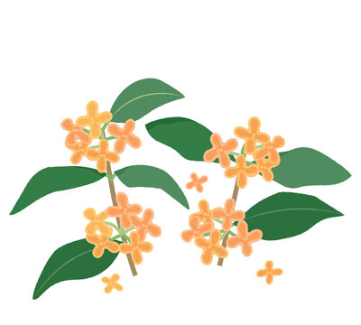 シンプルなキンモクセイの花