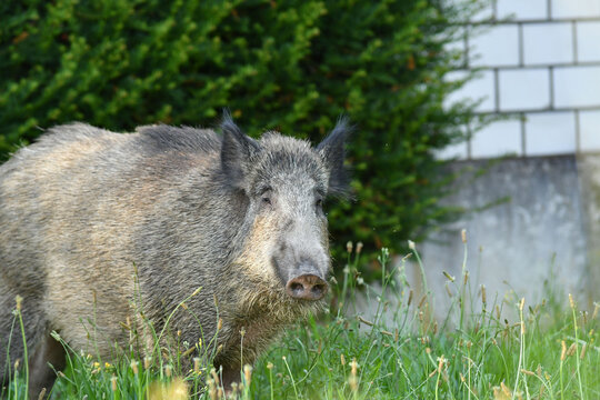 Wildschwein