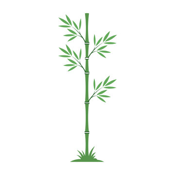Bamboo icon showing a slender green plant with leaves on white background