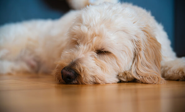 Sleepy White Maltipoo Dog Lying Flat on Wooden Parquet Floor Taking a Nap Indoors Macro Shot